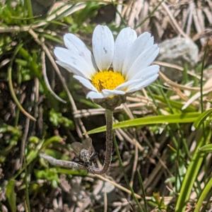 Click to view this image in a large viewer