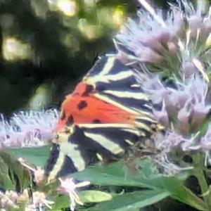 Click to view this image in a large viewer