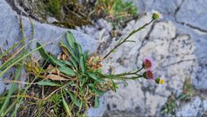 Click to view this image in a large viewer