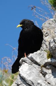 Click to view this image in a large viewer