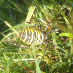 Click to view this image in a large viewer