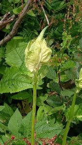 Click to view this image in a large viewer