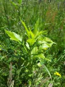 Click to view this image in a large viewer