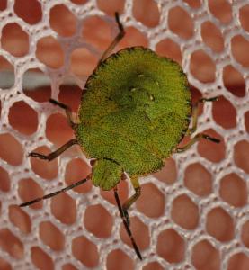 Click to view this image in a large viewer