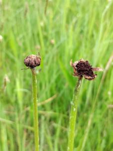 Click to view this image in a large viewer