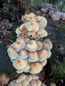 Click to view this image in a large viewer