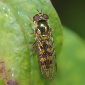 Click to view this image in a large viewer