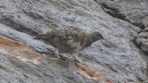 Click to view this image in a large viewer