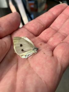 Click to view this image in a large viewer