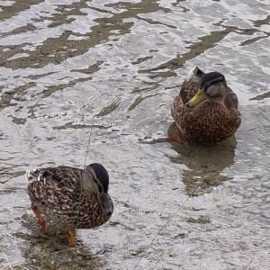 Click to view this image in a large viewer