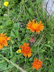 Click to view this image in a large viewer