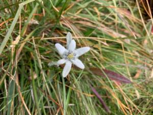 Click to view this image in a large viewer