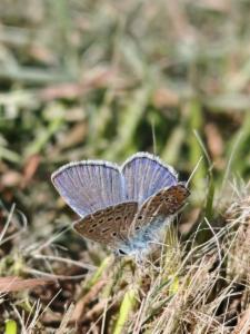 Click to view this image in a large viewer