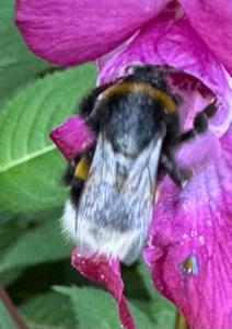 Click to view this image in a large viewer