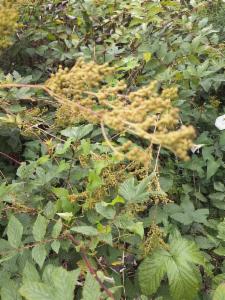 Click to view this image in a large viewer