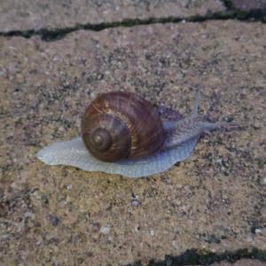 Click to view this image in a large viewer