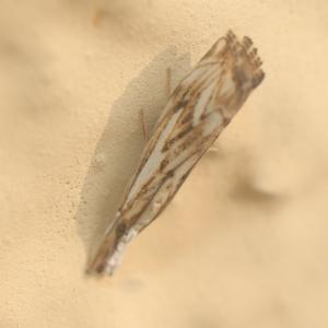 Click to view this image in a large viewer