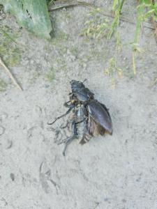 Click to view this image in a large viewer