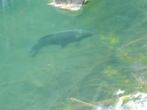 Click to view this image in a large viewer