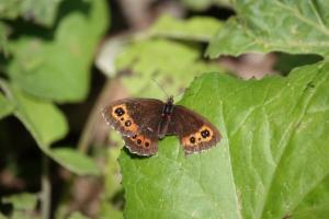 Click to view this image in a large viewer