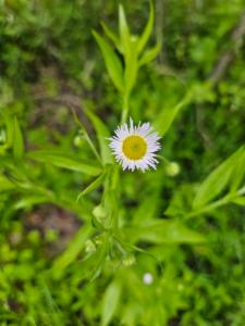 Click to view this image in a large viewer