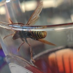 Click to view this image in a large viewer