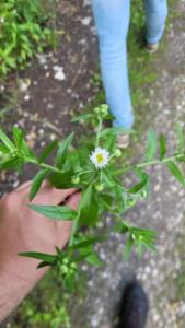 Click to view this image in a large viewer