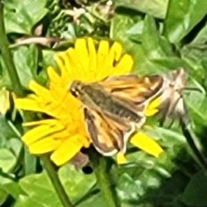 Click to view this image in a large viewer