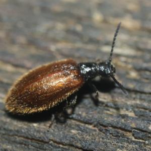 Click to view this image in a large viewer