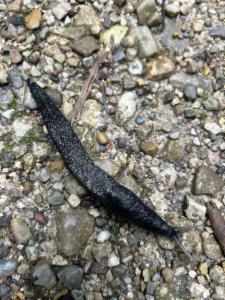 Click to view this image in a large viewer