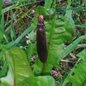 Click to view this image in a large viewer