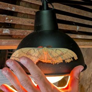 Click to view this image in a large viewer