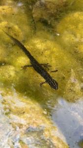 Click to view this image in a large viewer