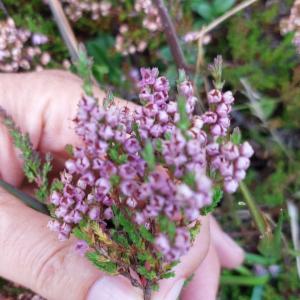 Click to view this image in a large viewer