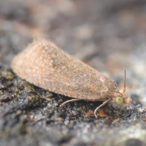 Click to view this image in a large viewer