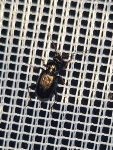 Click to view this image in a large viewer