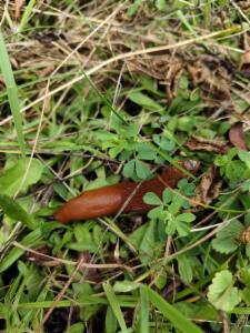 Click to view this image in a large viewer