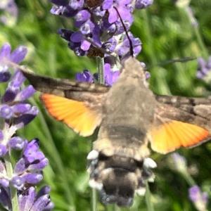 Click to view this image in a large viewer