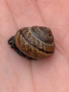 Click to view this image in a large viewer