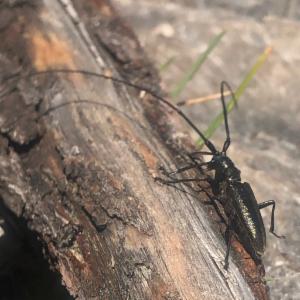 Click to view this image in a large viewer