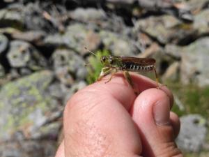 Click to view this image in a large viewer