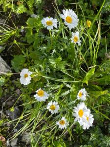 Click to view this image in a large viewer