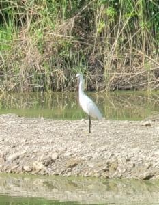 Click to view this image in a large viewer