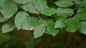 Click to view this image in a large viewer