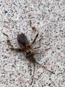 Click to view this image in a large viewer