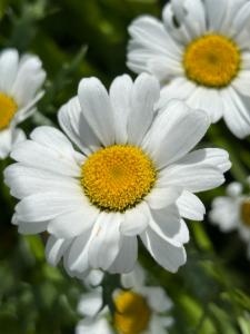 Click to view this image in a large viewer