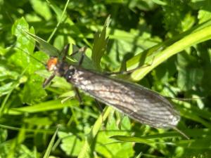 Click to view this image in a large viewer