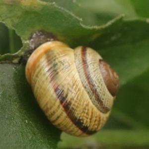 Click to view this image in a large viewer