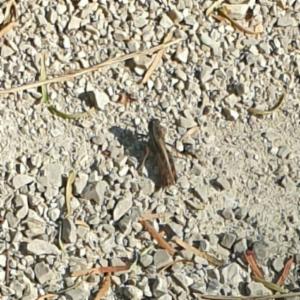 Click to view this image in a large viewer