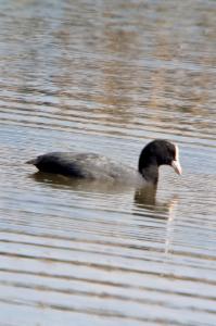 Click to view this image in a large viewer